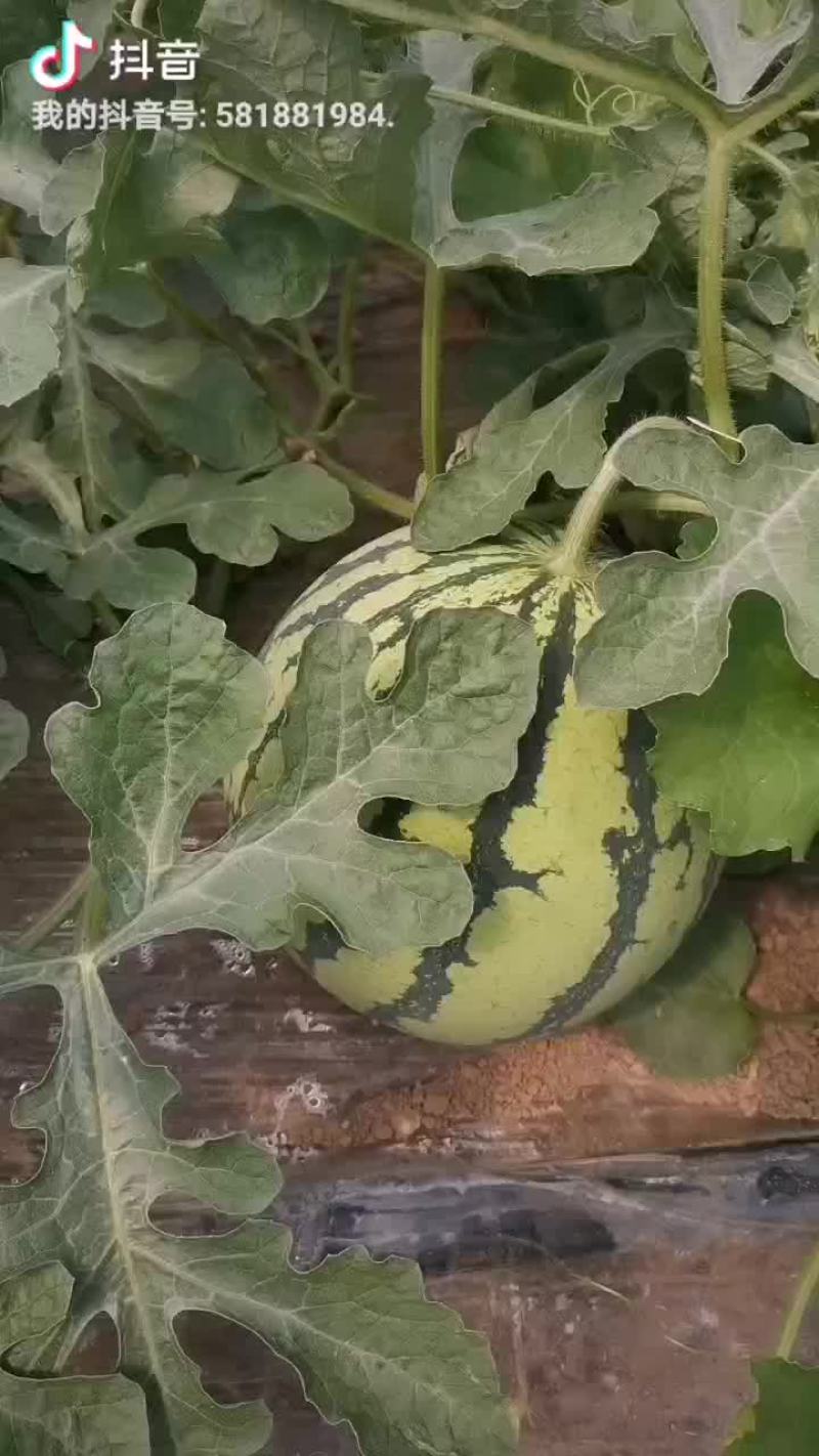 夏县8424西瓜