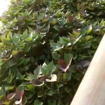 红薯苗