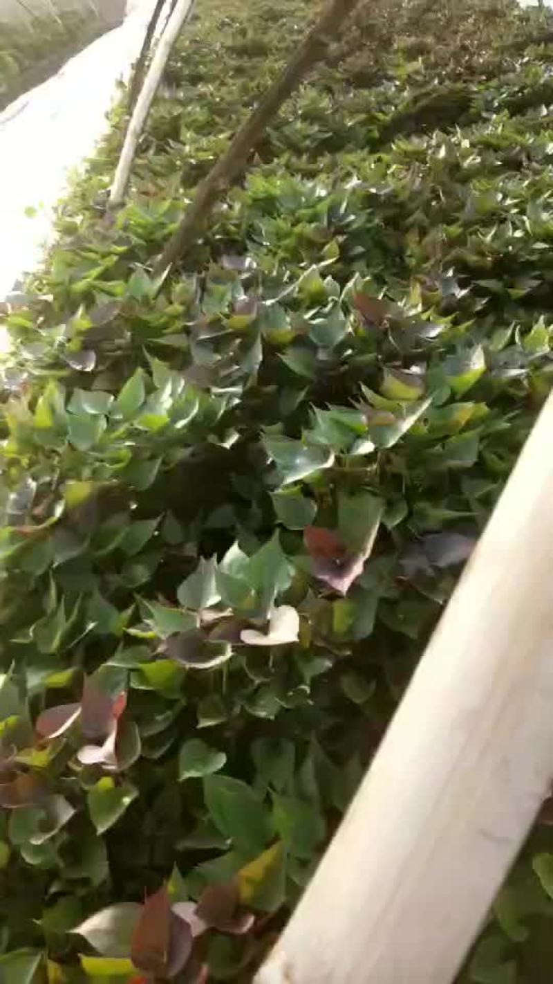 红薯苗