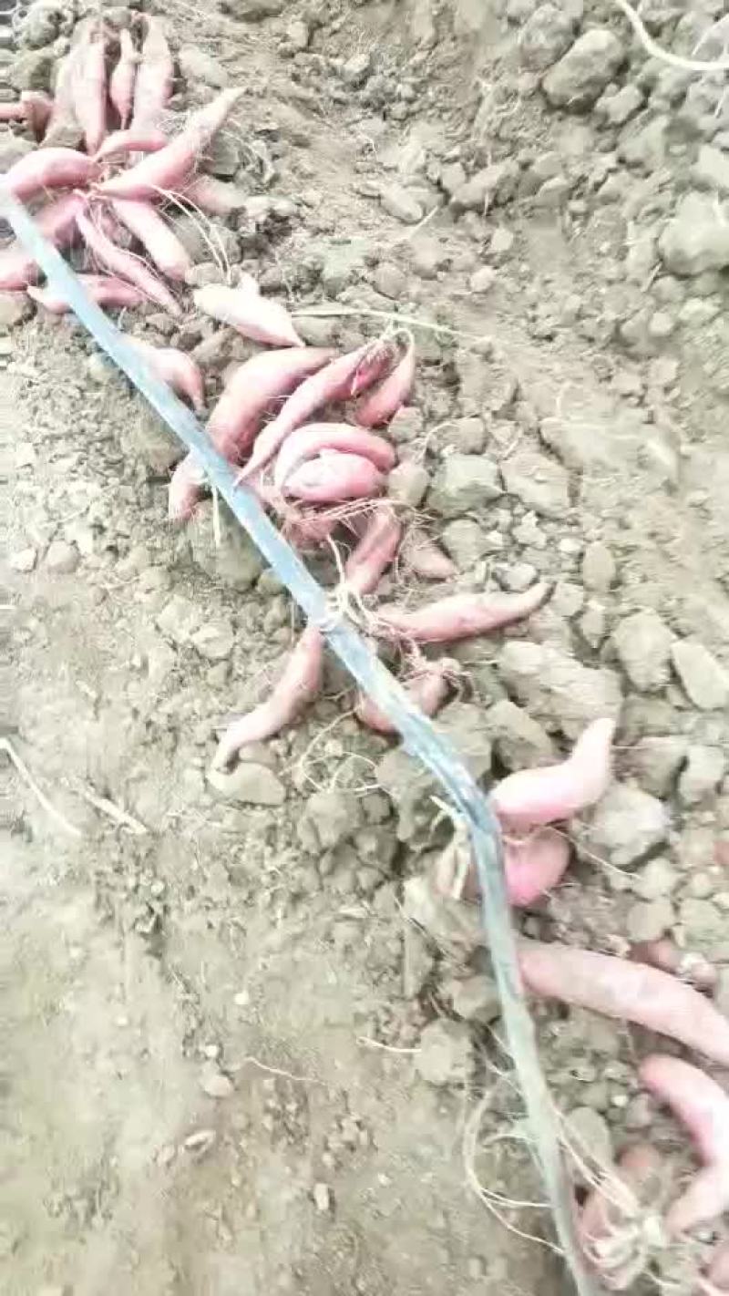 红薯苗