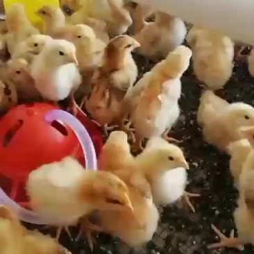 鸡苗