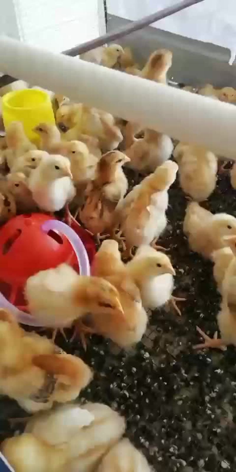 鸡苗