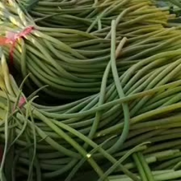 白帽红帽蒜苔