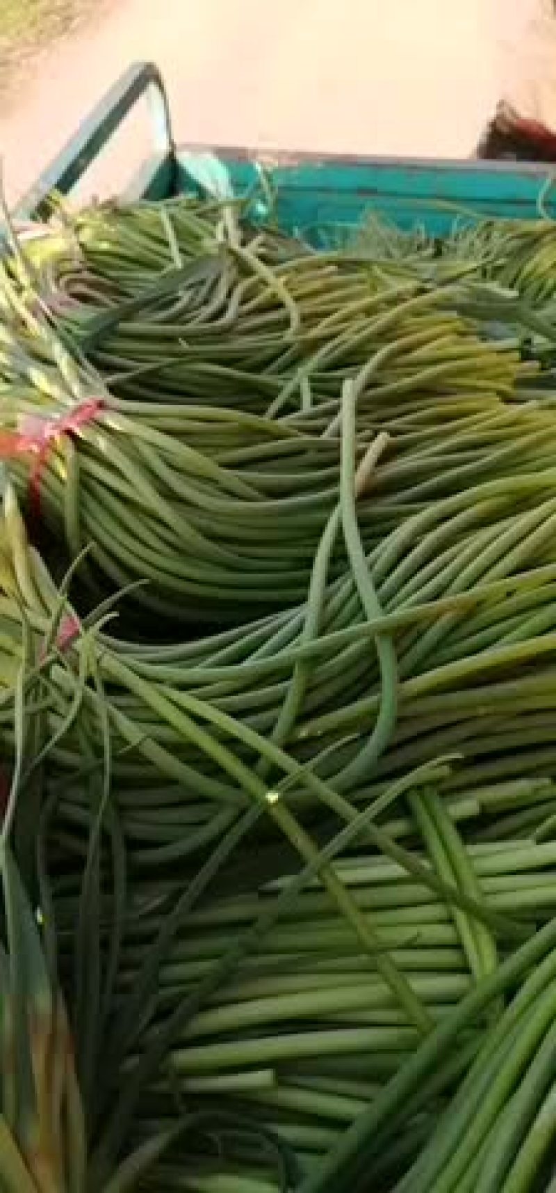 白帽红帽蒜苔