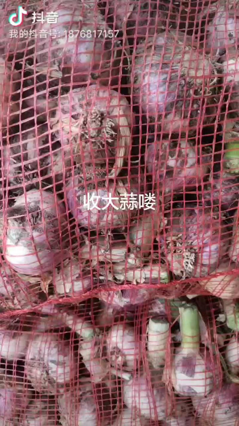 鲜大蒜