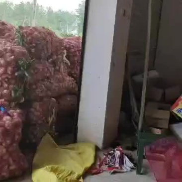 鲜大蒜
