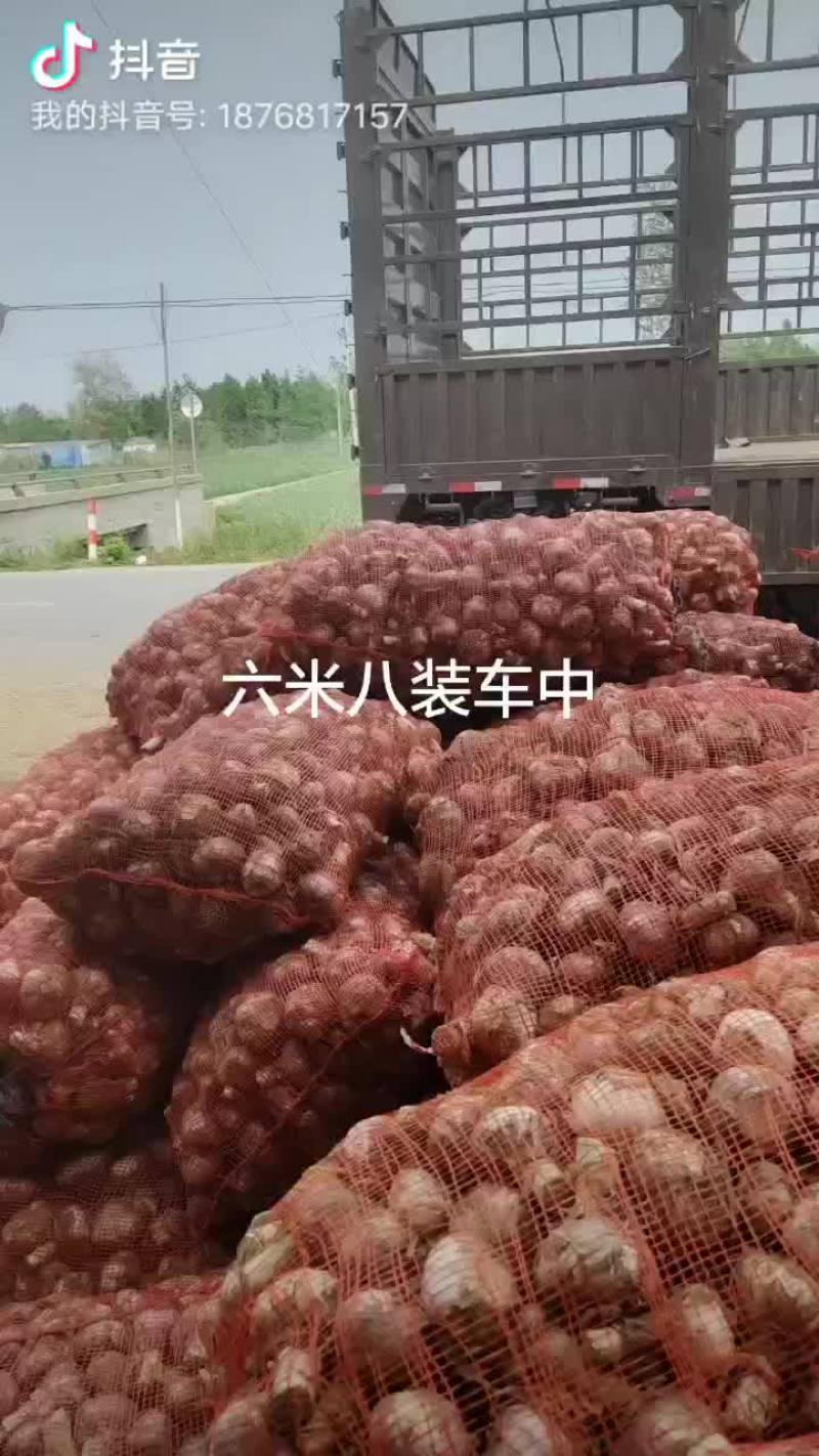 鲜大蒜