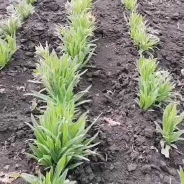 新疆紫草苗子