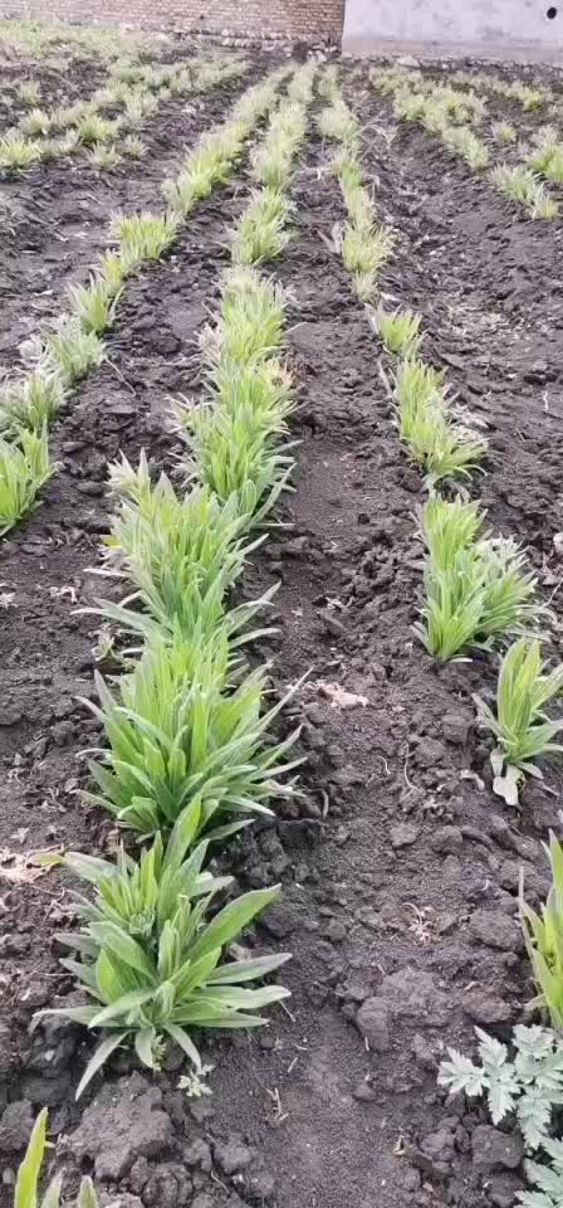 新疆紫草苗子