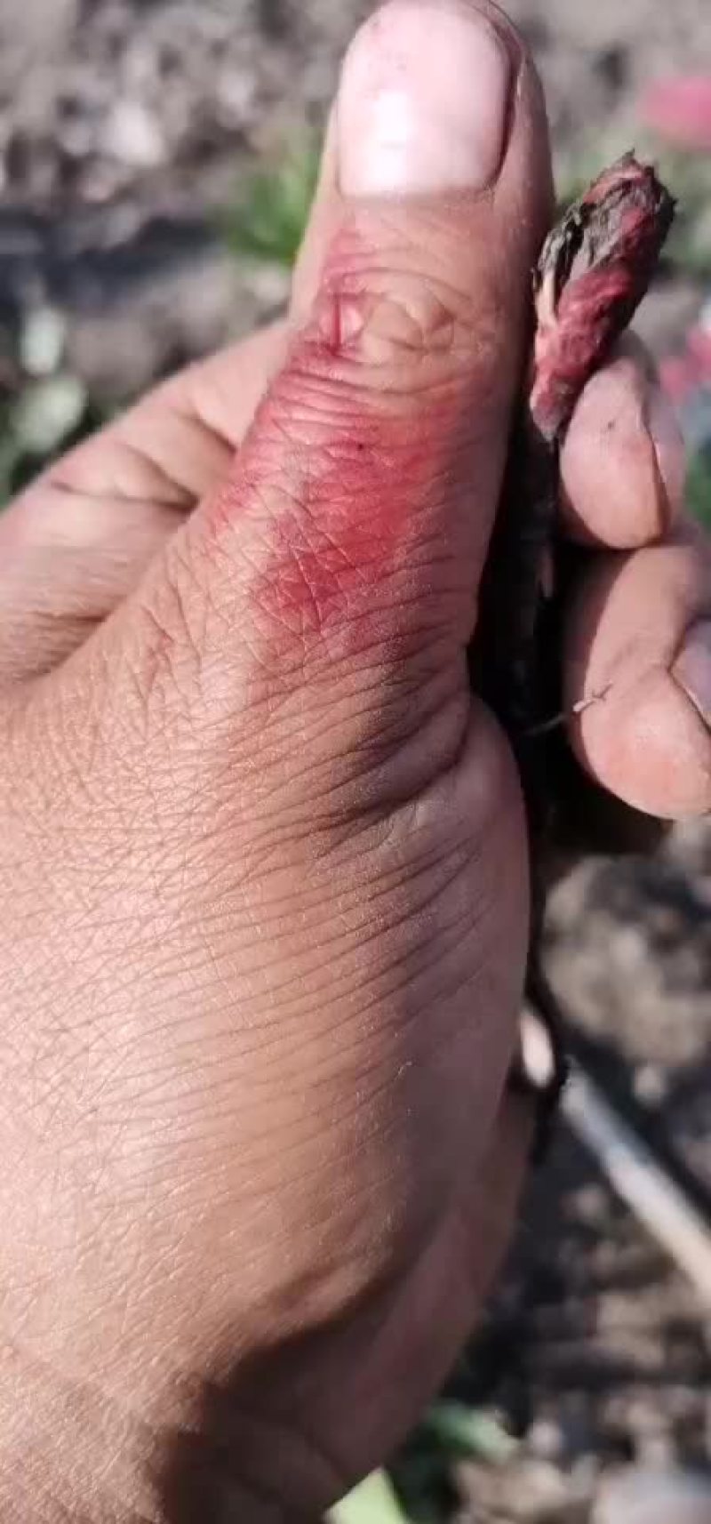 新疆紫草苗子