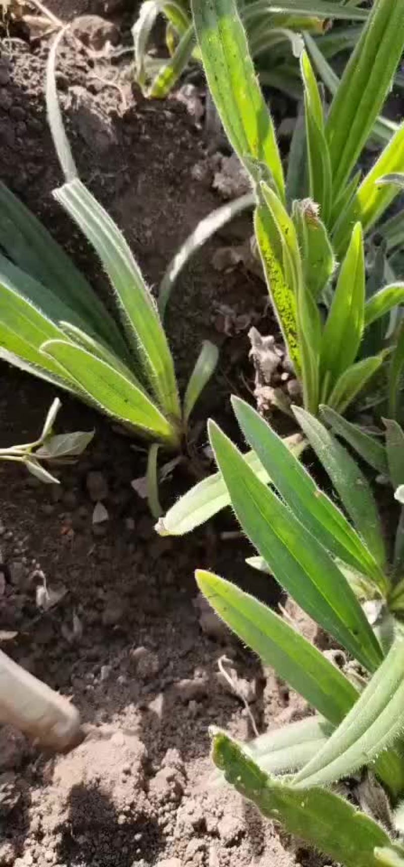 新疆紫草苗子