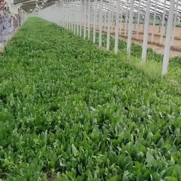 波菜
