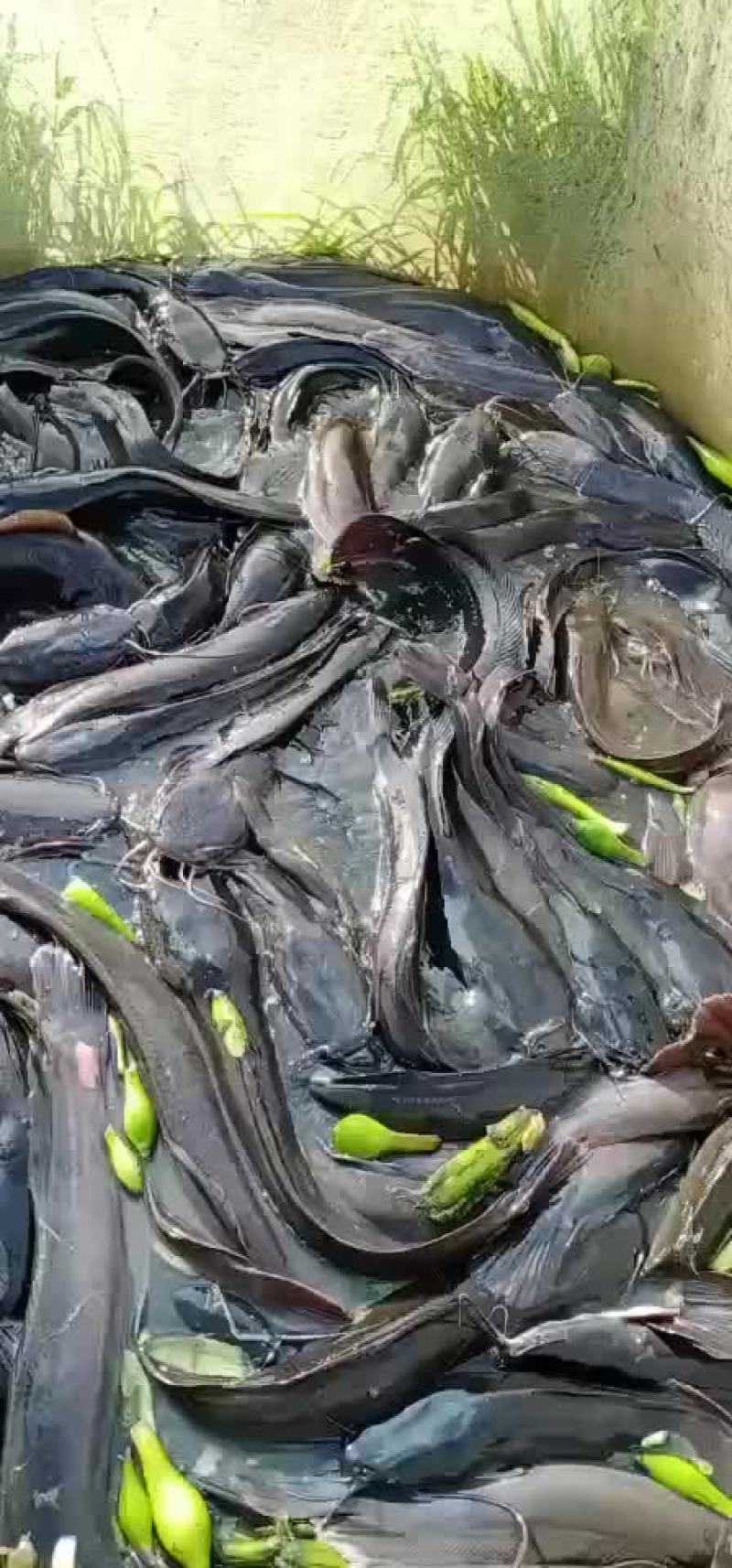 大量出售埃及搪塞鱼