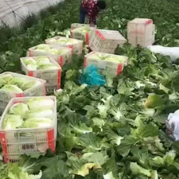 矮棵黄心大白菜
