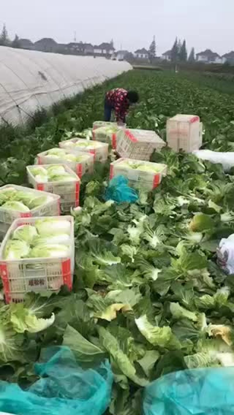 矮棵黄心大白菜