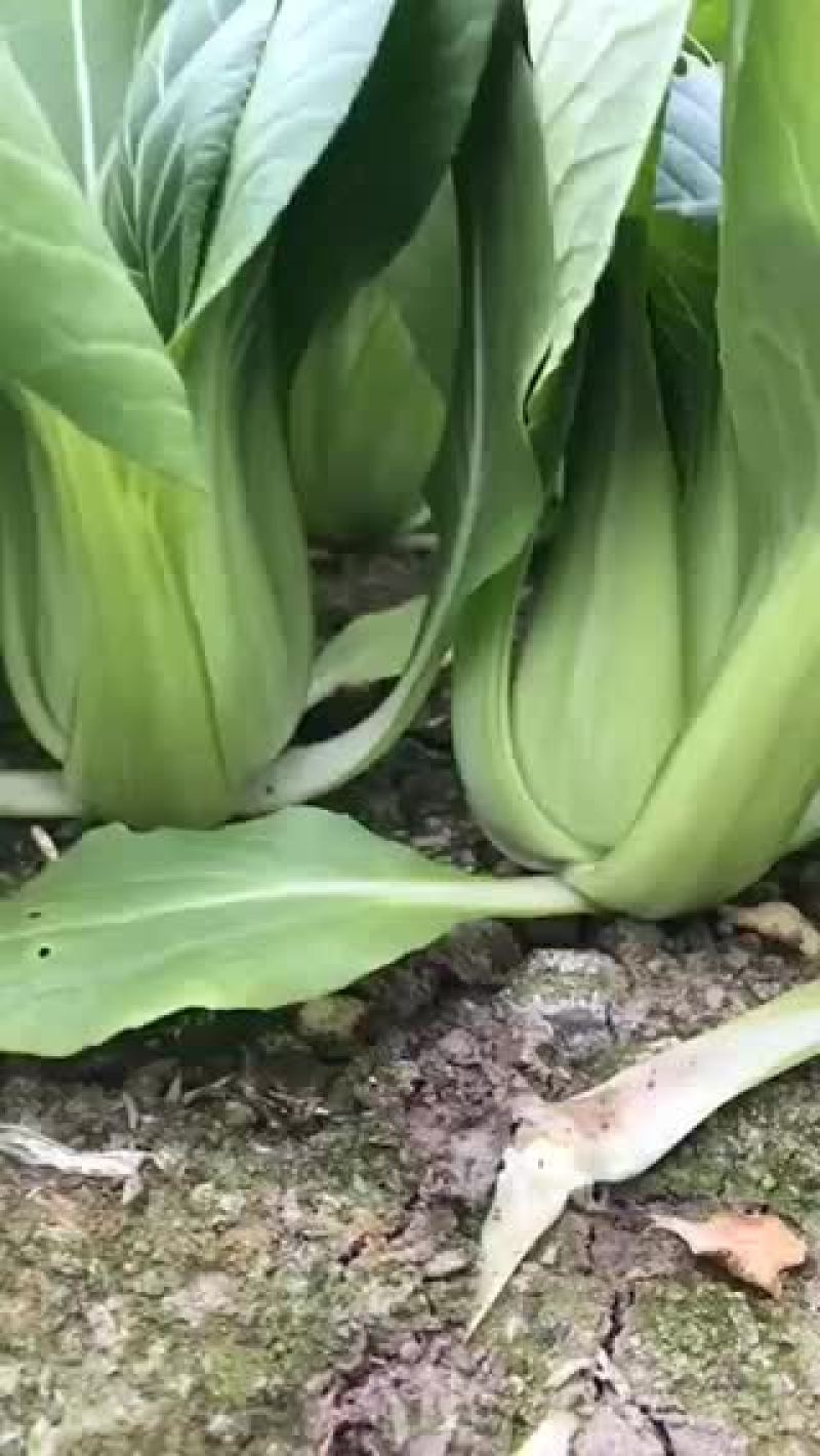 蔬菜