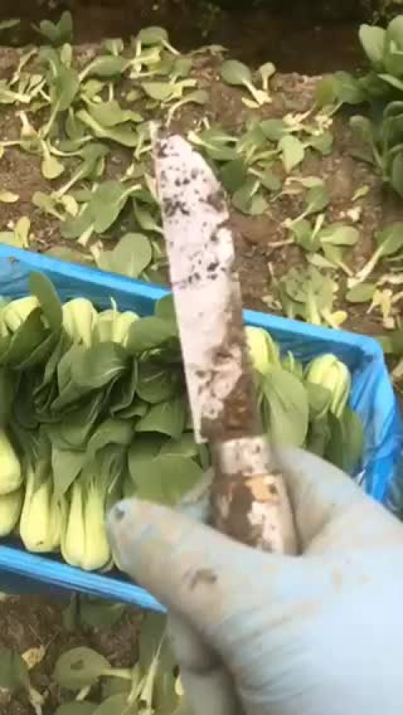 蔬菜