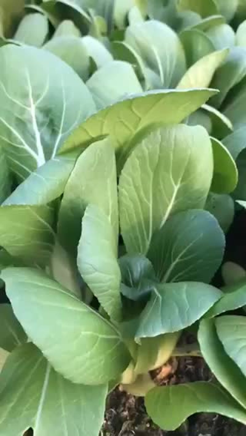 蔬菜