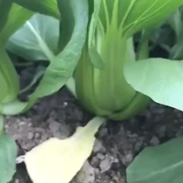 蔬菜