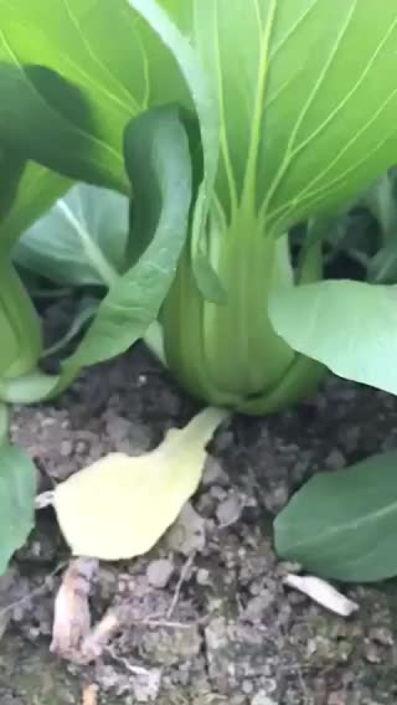 蔬菜
