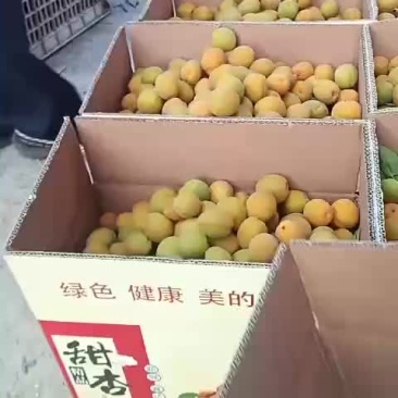 杏