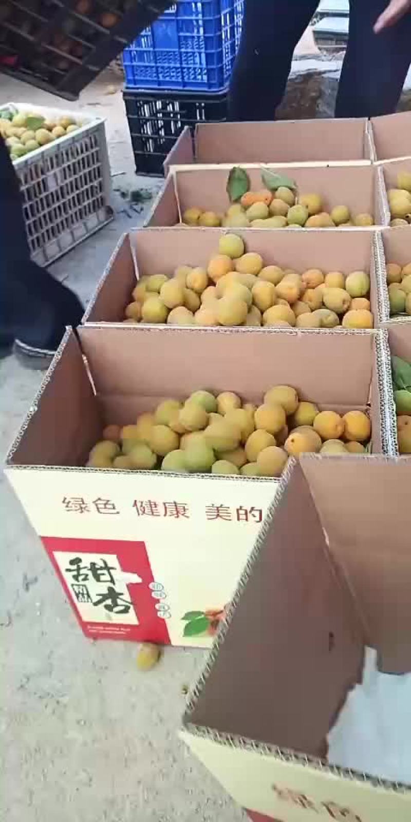 杏