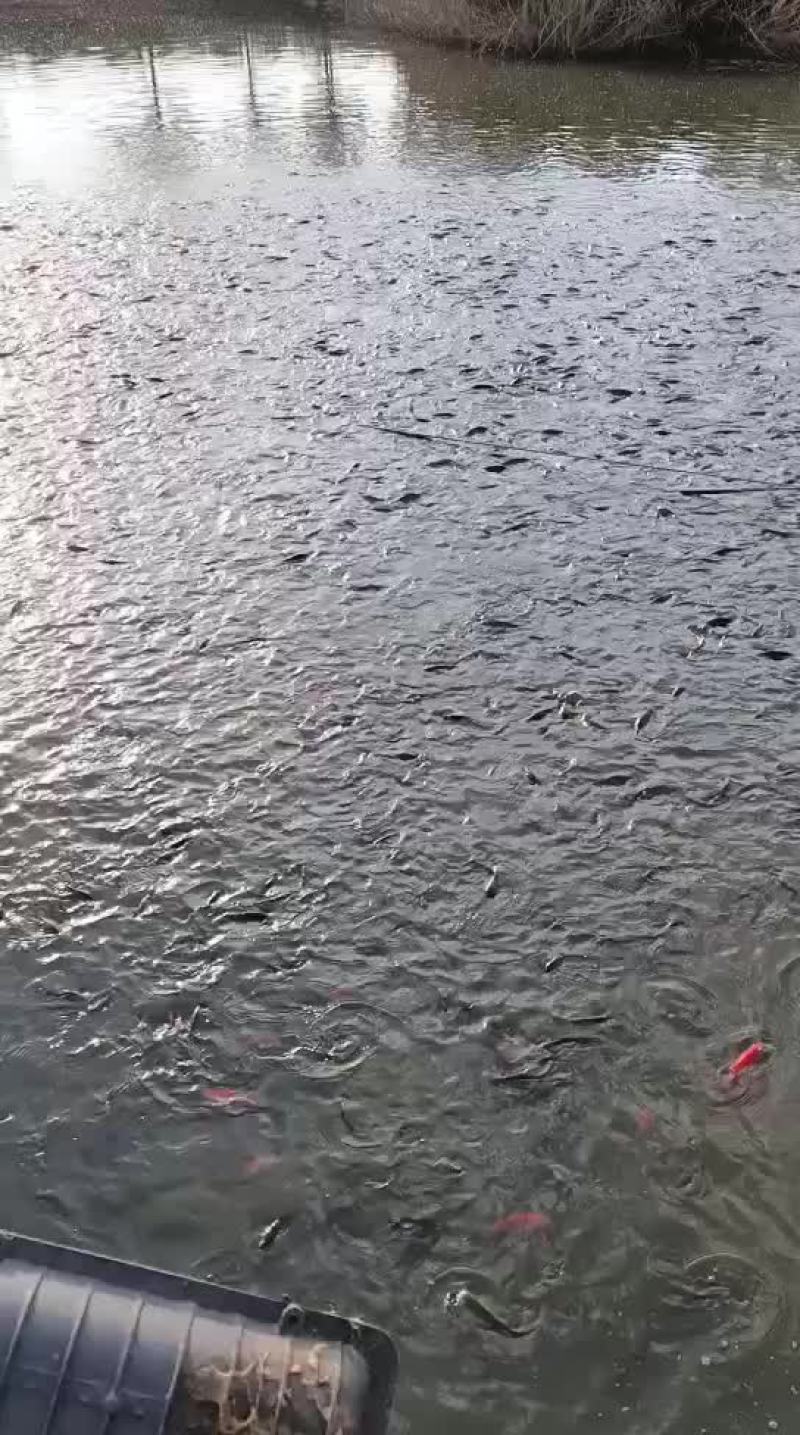 黄河鲤鱼鱼塘精养饲料黄河鲤鱼
