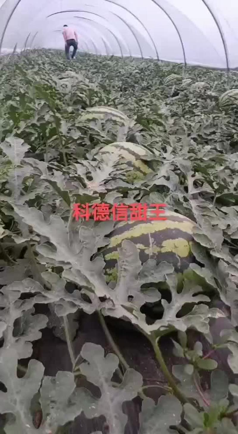 陕西甜王西瓜