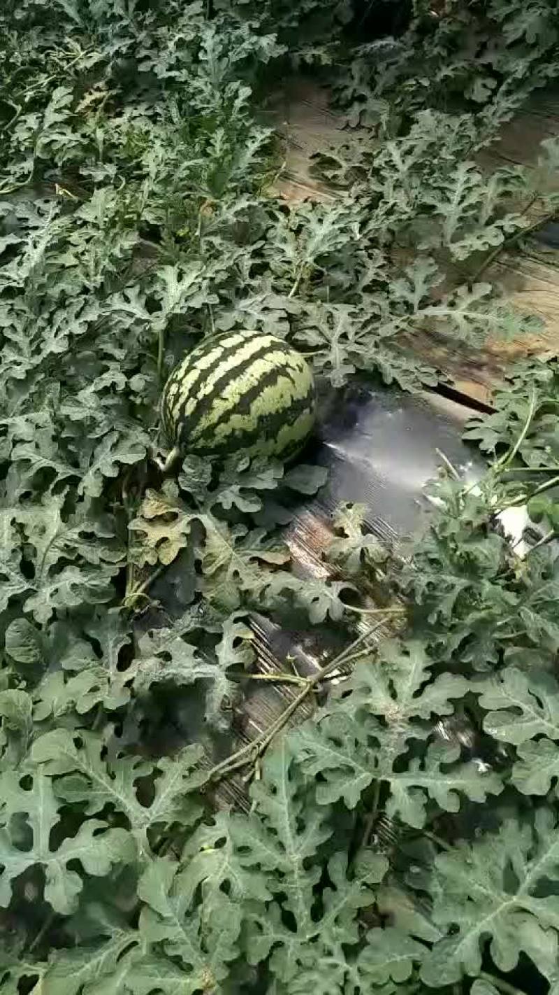 陕西甜王西瓜