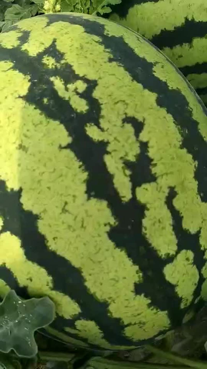 陕西甜王西瓜
