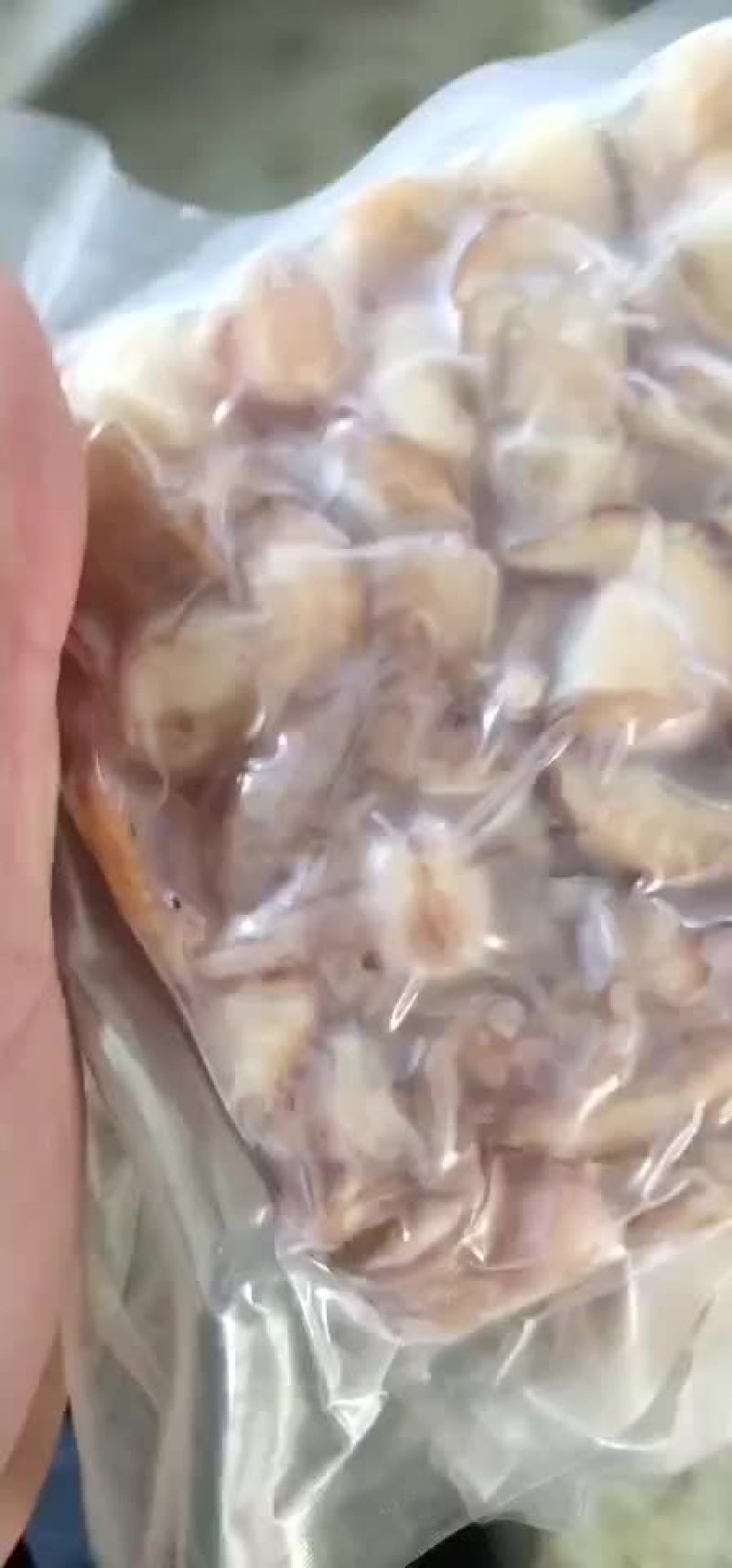 赤贝