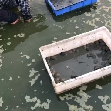 甲鱼苗
