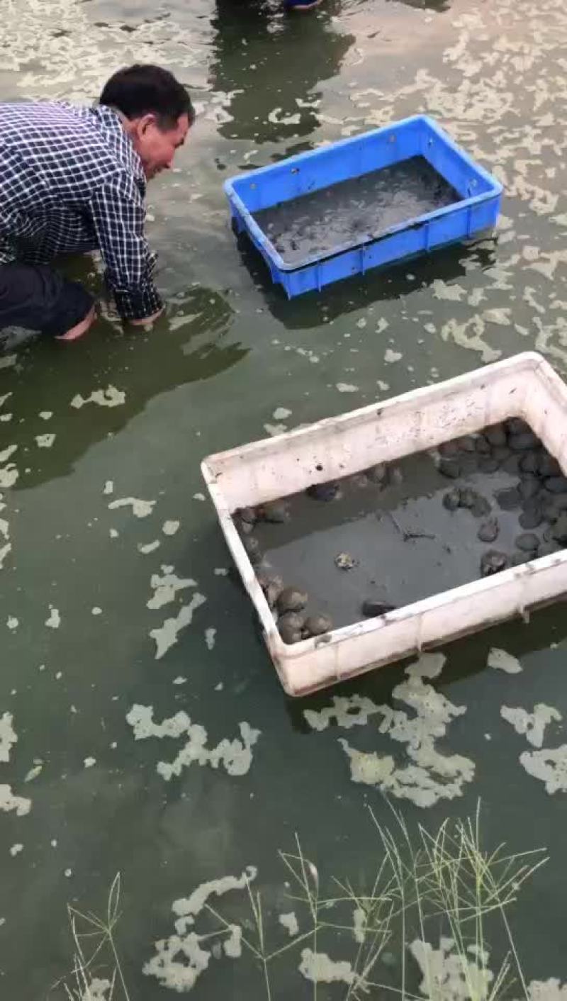 甲鱼苗