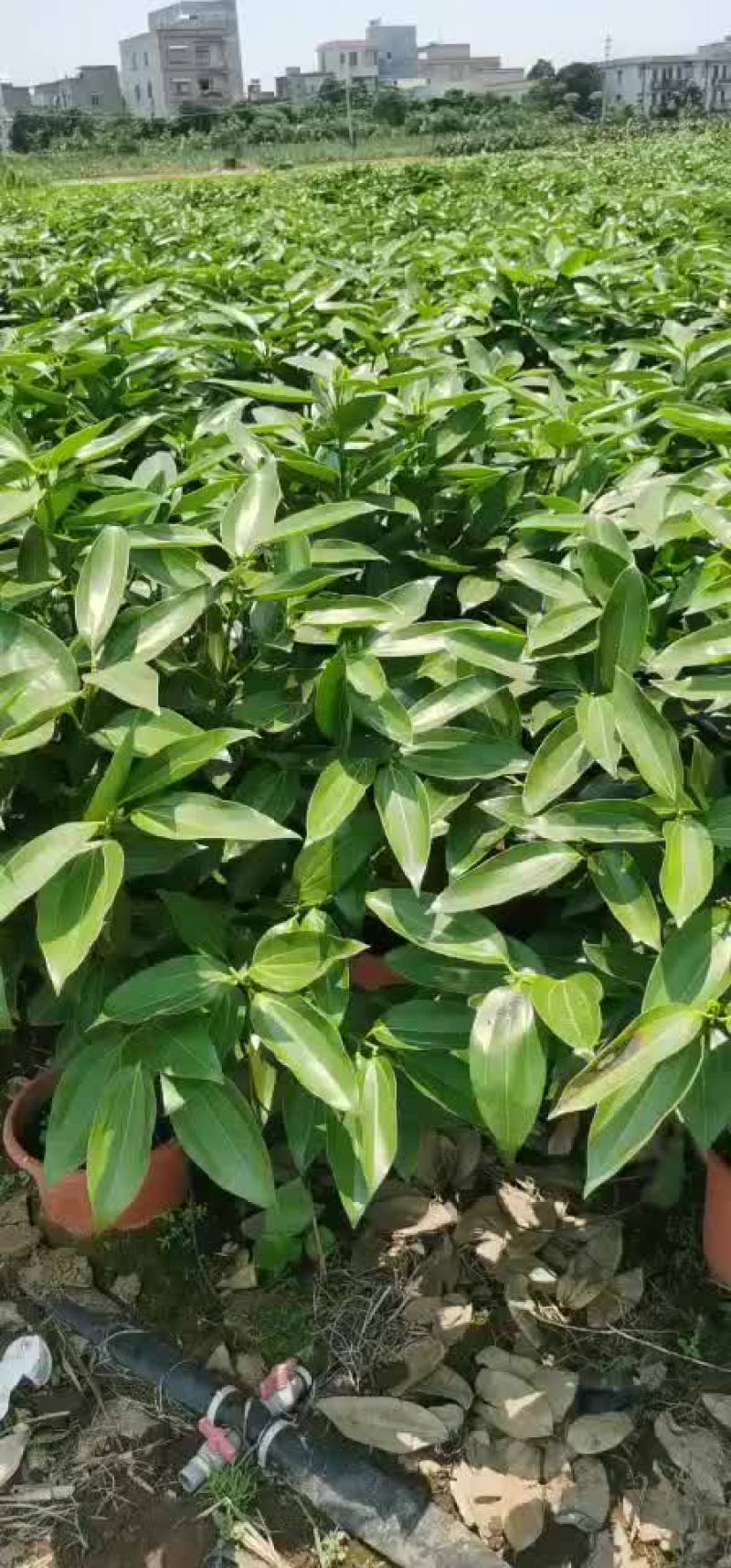 平安树