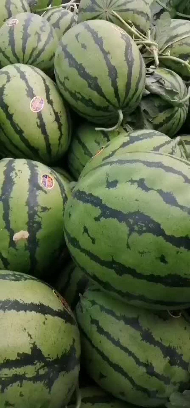 甜王西瓜五一前后大量上市