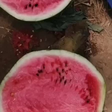 甜王西瓜五一前后大量上市