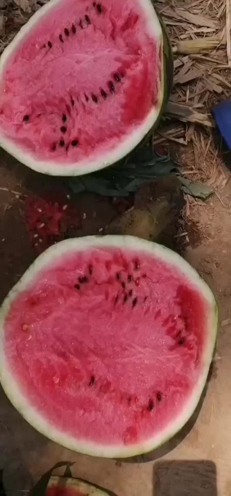 甜王西瓜五一前后大量上市