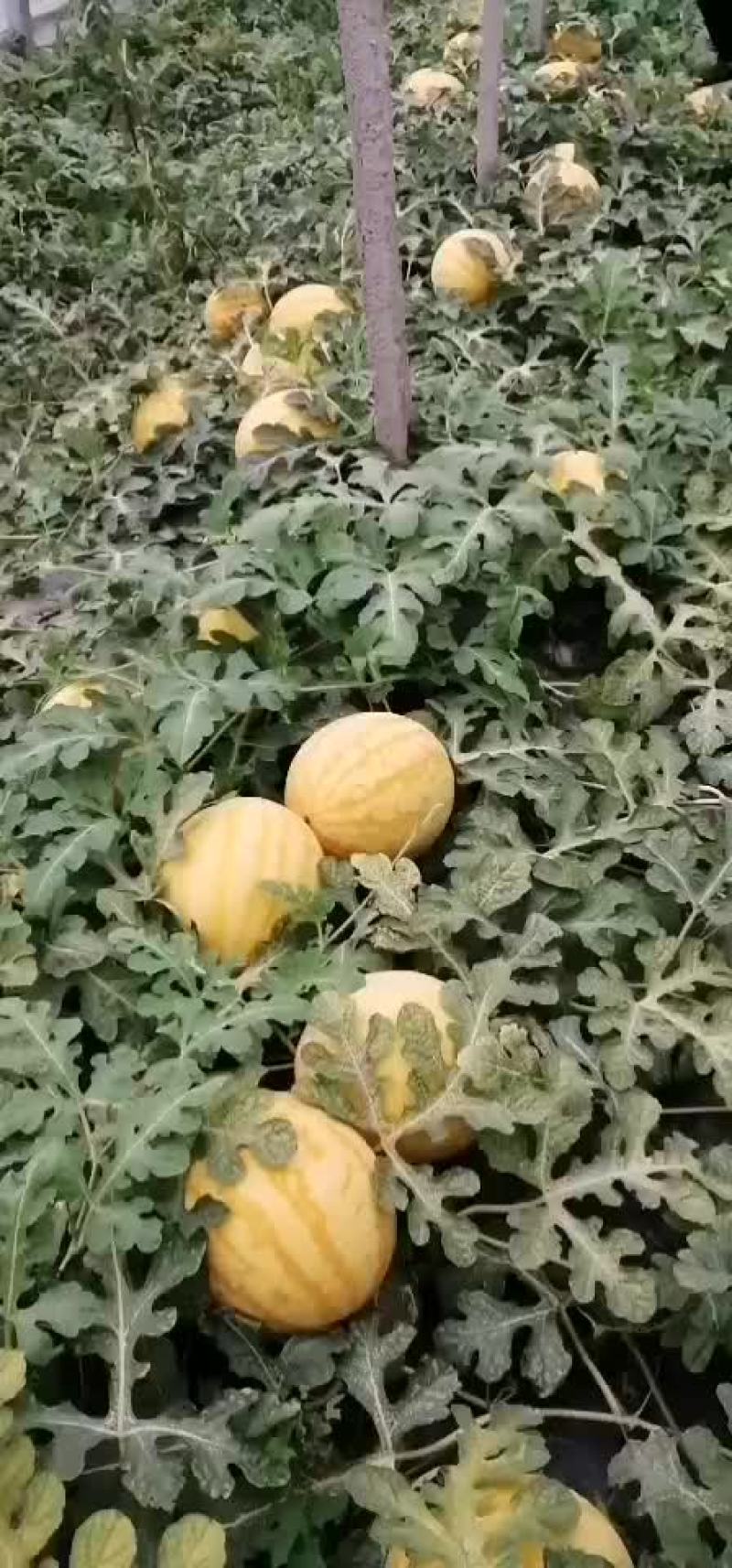 甜王西瓜五一前后大量上市