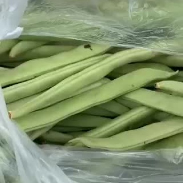 四季豆