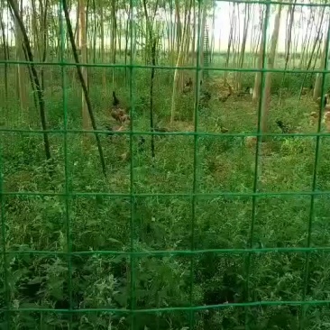 土鸡蛋，散养土鸡蛋，种蛋