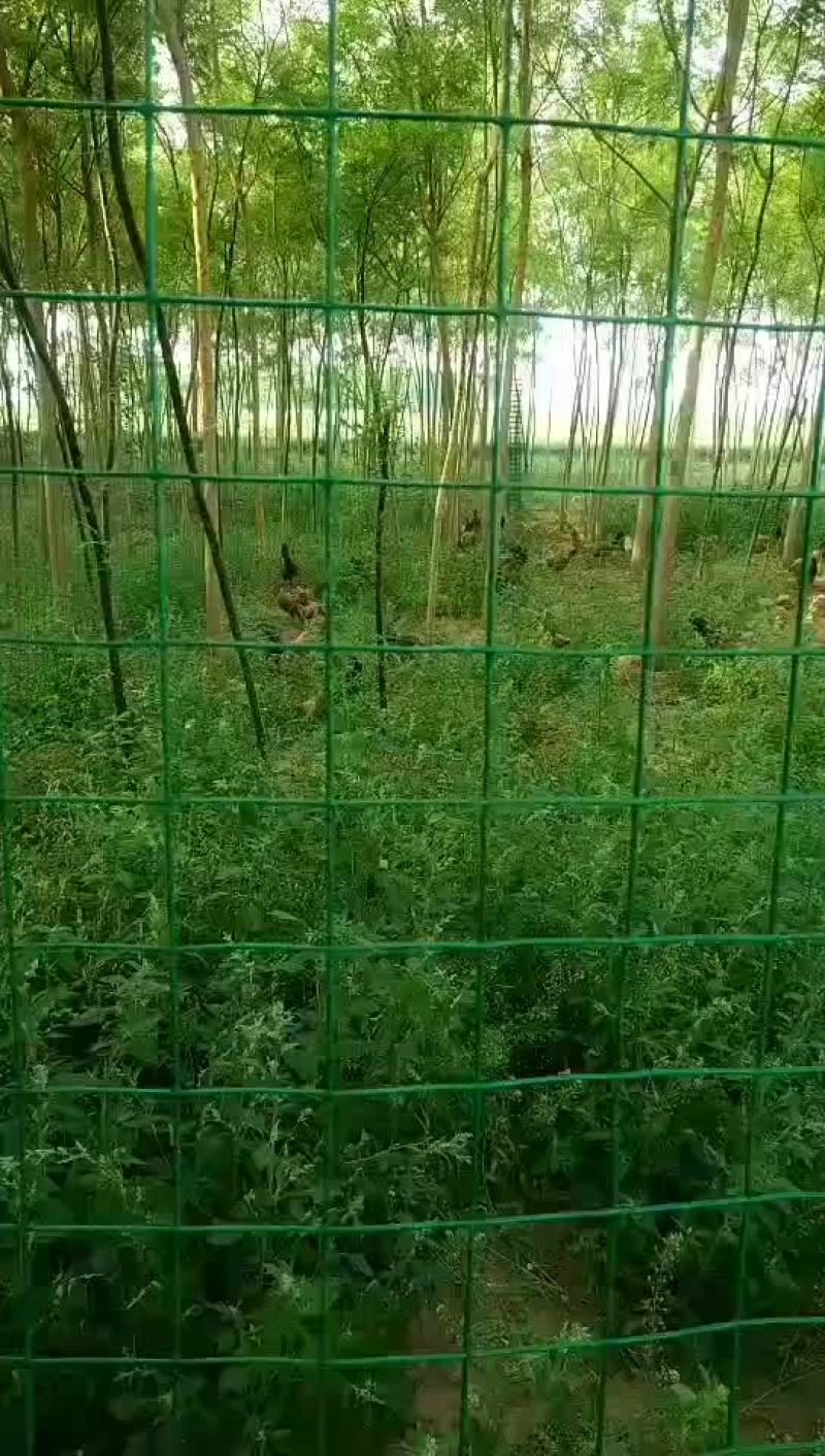 土鸡蛋，散养土鸡蛋，种蛋