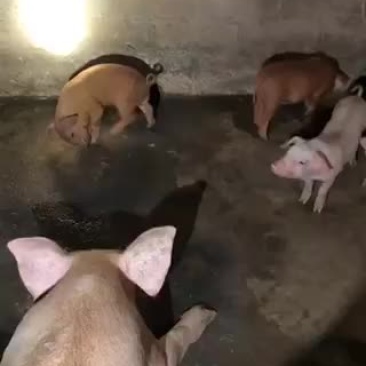 三元杂