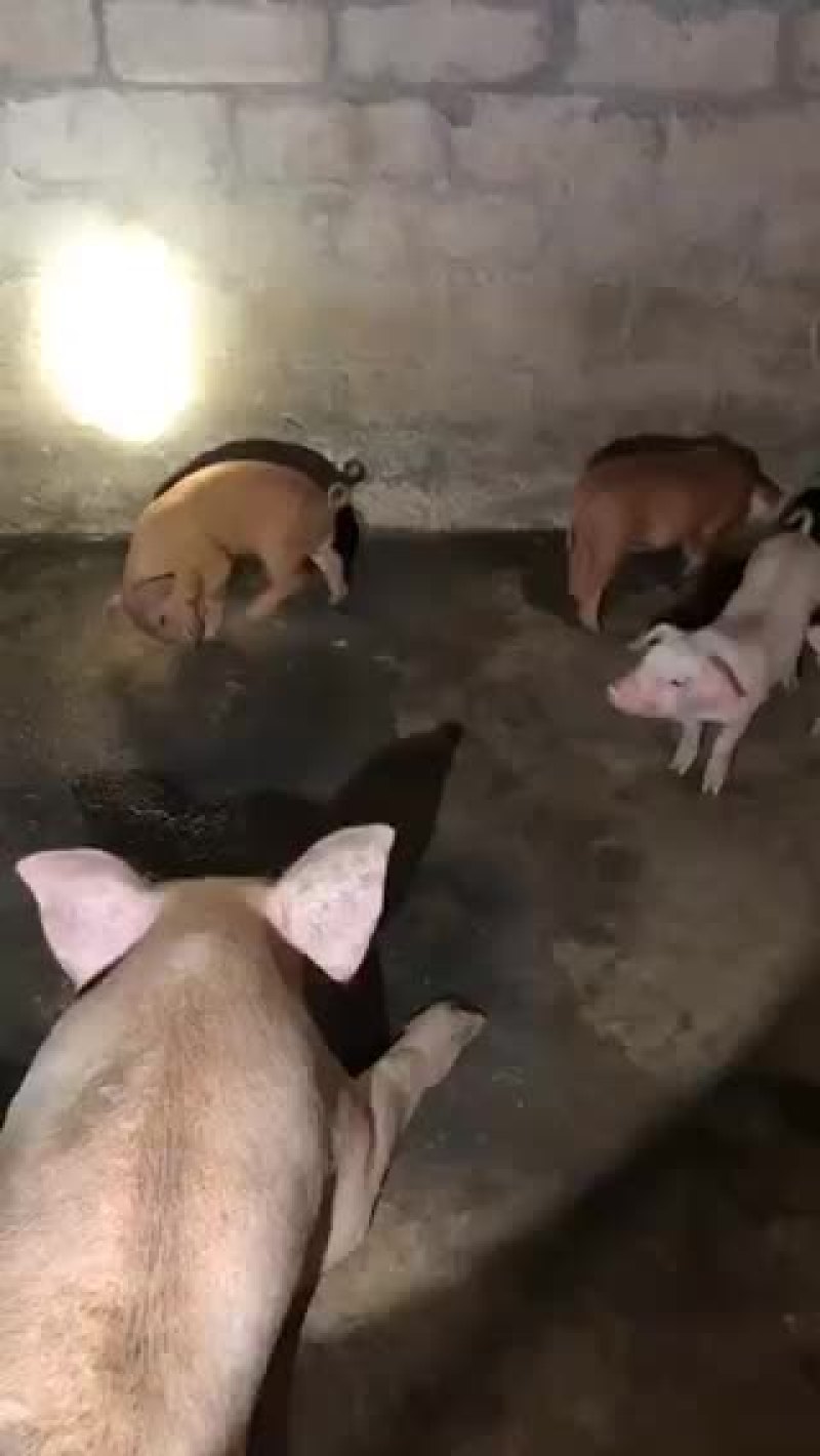 三元杂