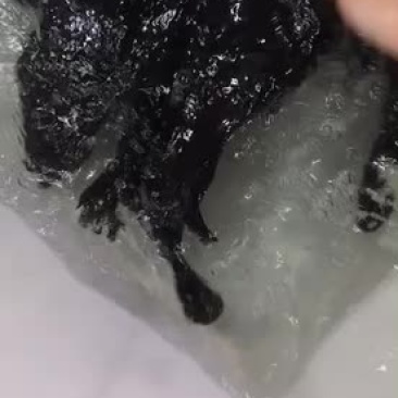云龙石斑