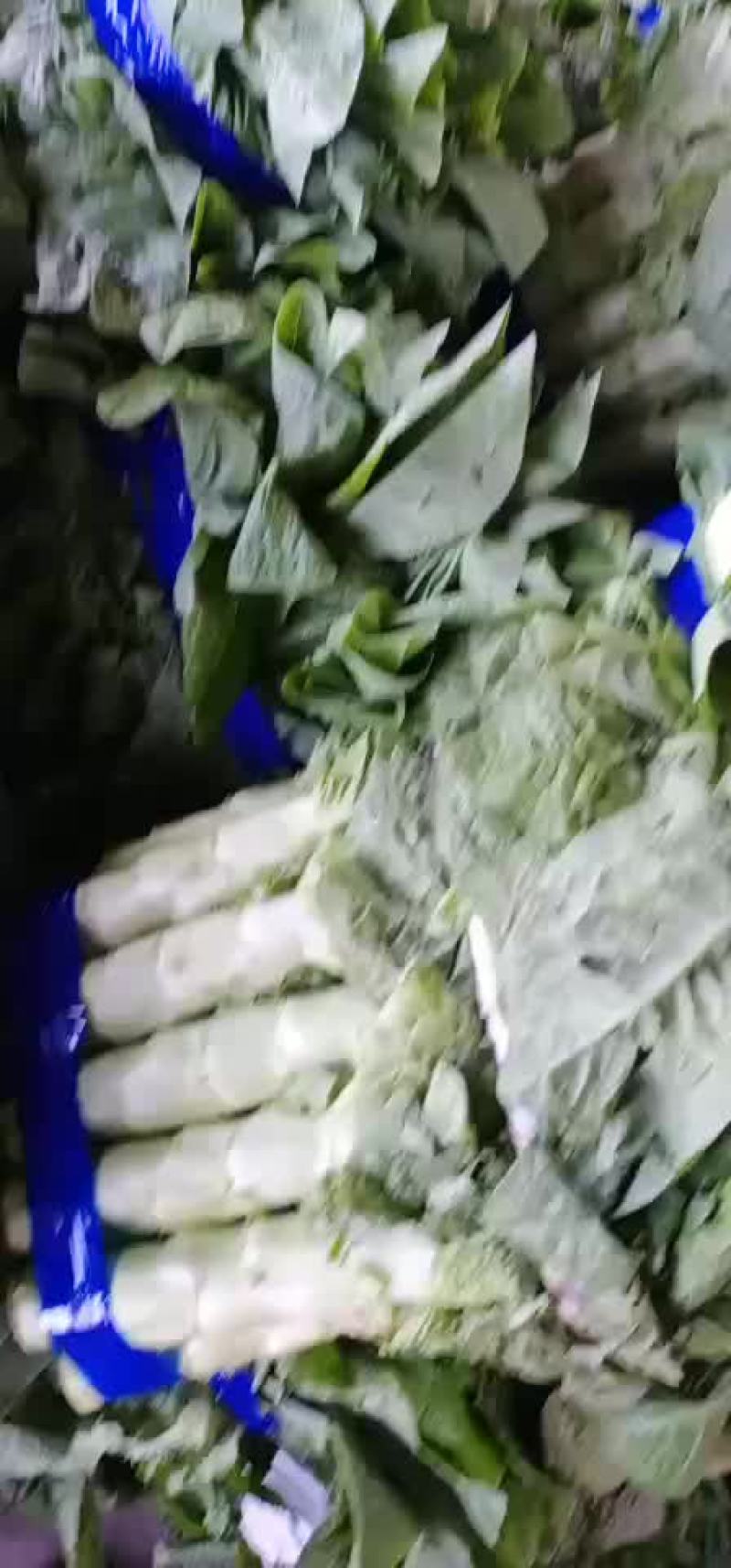 精品莴苣大量上市