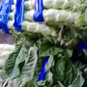 精品莴苣大量上市