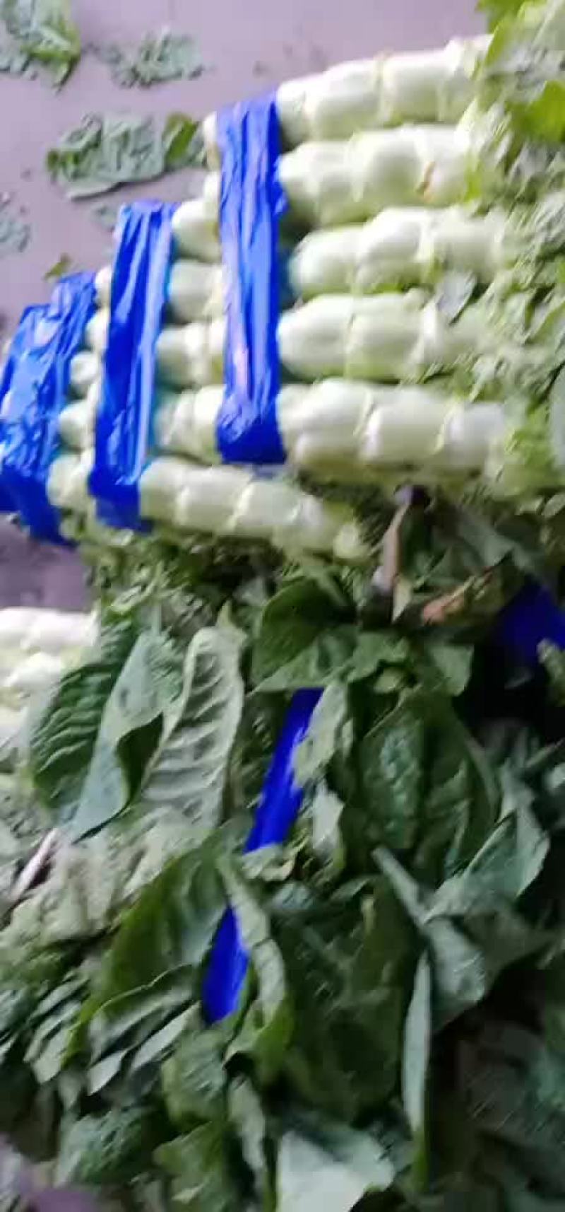 精品莴苣大量上市