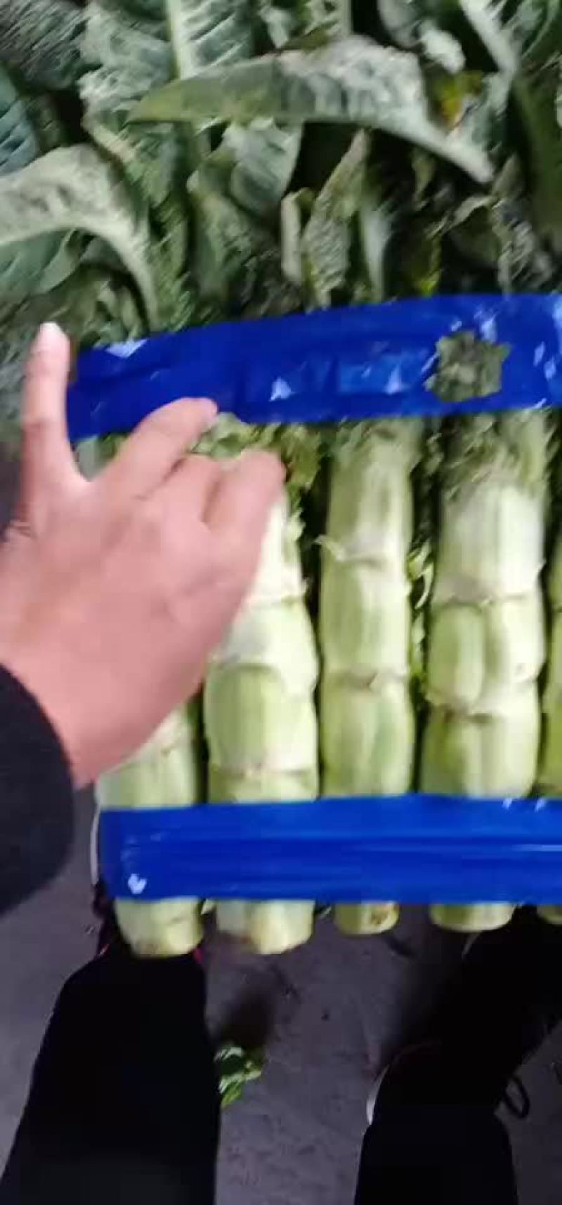 精品莴苣大量上市
