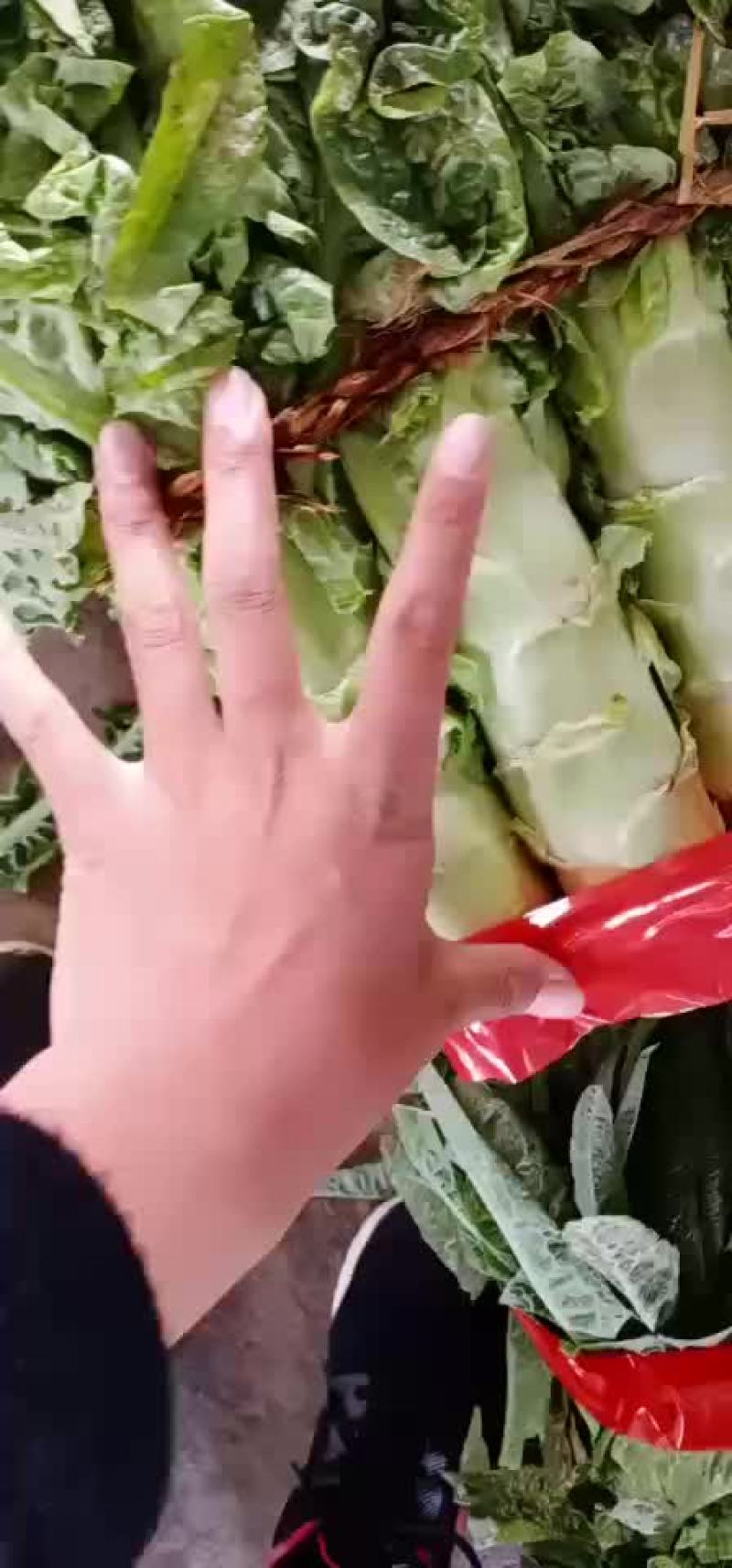 精品莴苣大量上市