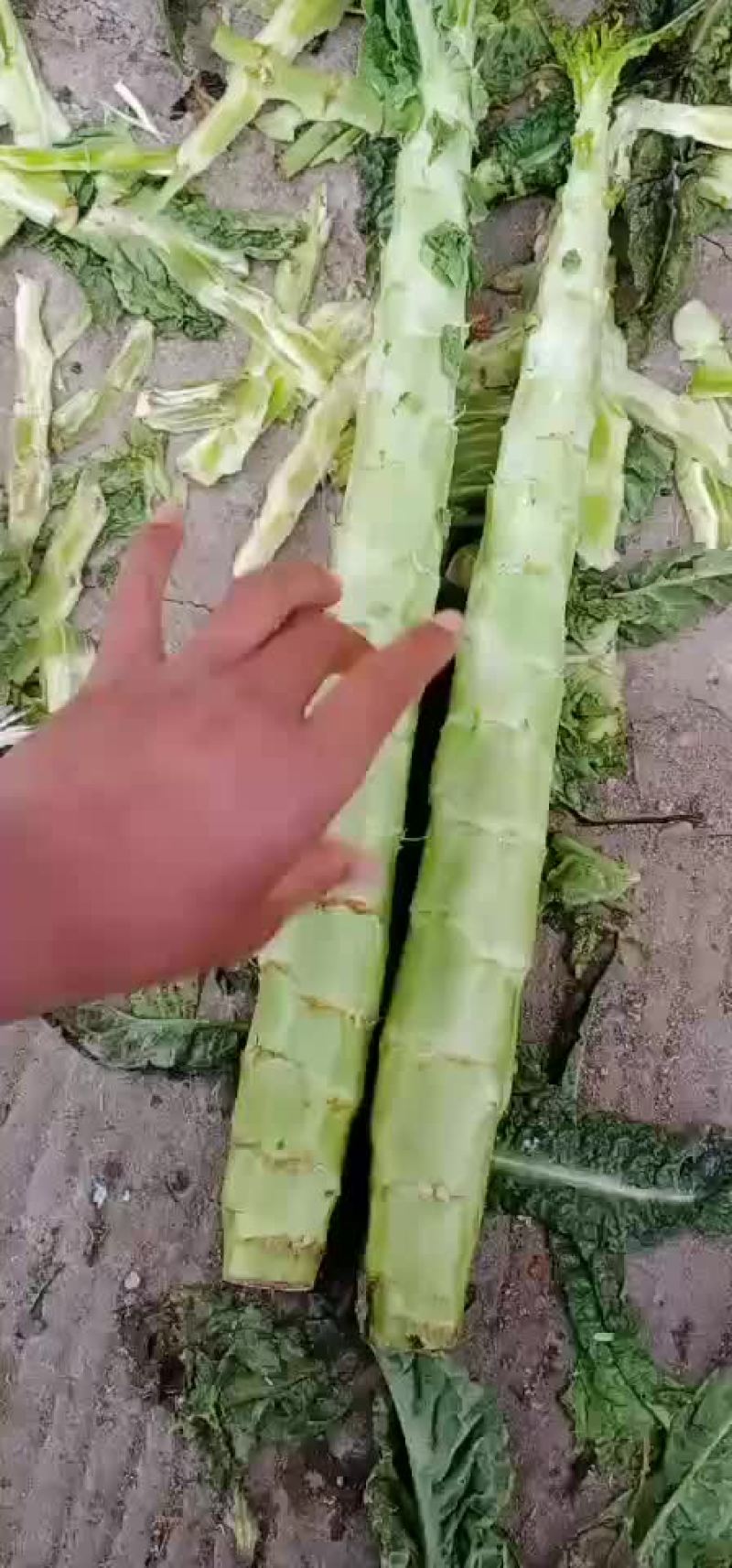 精品莴苣大量上市